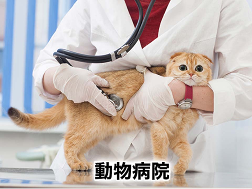 動物病院 動物病院